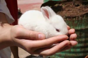 rabbit living in nursing home