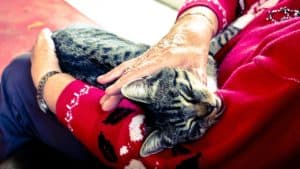 pet therapy in nursing homes