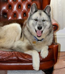 retirement homes for pets