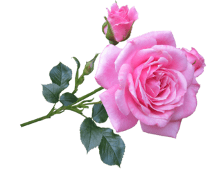 nursing home fundraiser for Valentine's Day