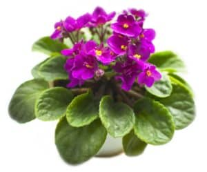 nursing home activities for plant a flower day
