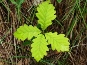 nursing home activities for Arbor Day