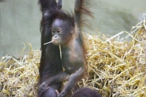 nursing home activities for Monkey Day
