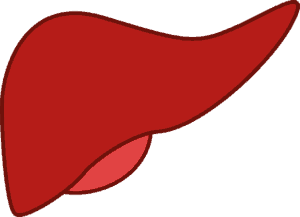 How to be a liver donor