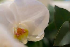 nursing home memorial service ideas