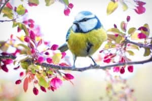 How to celebrate National Bird Day