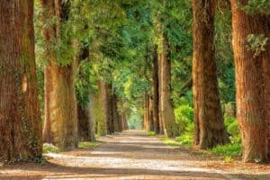 nature therapy for seniors