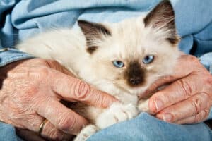 Elderly woman holding kitten