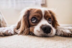 Image of bown and white cocker spaniel puppy.